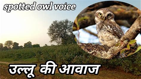 ullu ki awaaz|ullu ki awaaz .